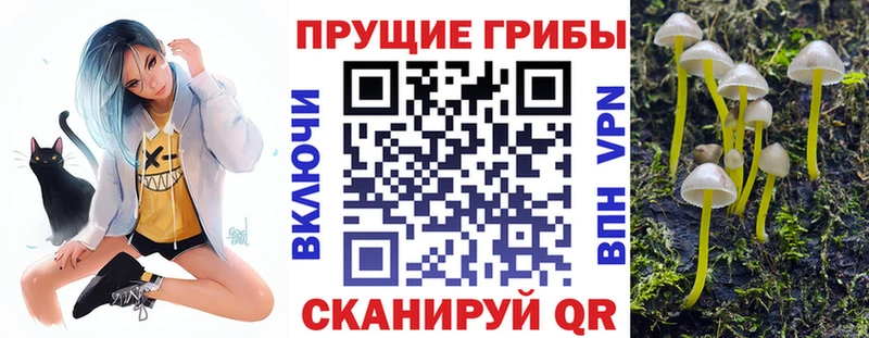 Псилоцибиновые грибы Cubensis  Невель 